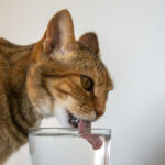 Víztisztító, ha kutyád vagy cicád van? Így gondoskodhatsz kedvenceidről is (Fotó: Freepik)