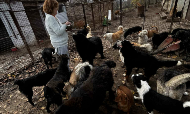 A mentett kutyáknak gyűjt támogatást az állás nélkül maradt bajmoki tanárnő