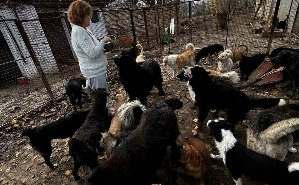 A mentett kutyáknak gyűjt támogatást az állás nélkül maradt bajmoki tanárnő