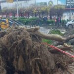 Kidőlt egy fa Topolyán a felújítás alatt álló szálloda előtt, rázuhant egy taxisra