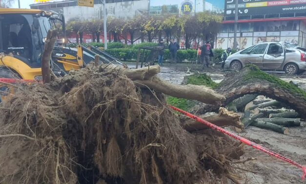 Kidőlt egy fa Topolyán a felújítás alatt álló szálloda előtt, rázuhant egy taxisra