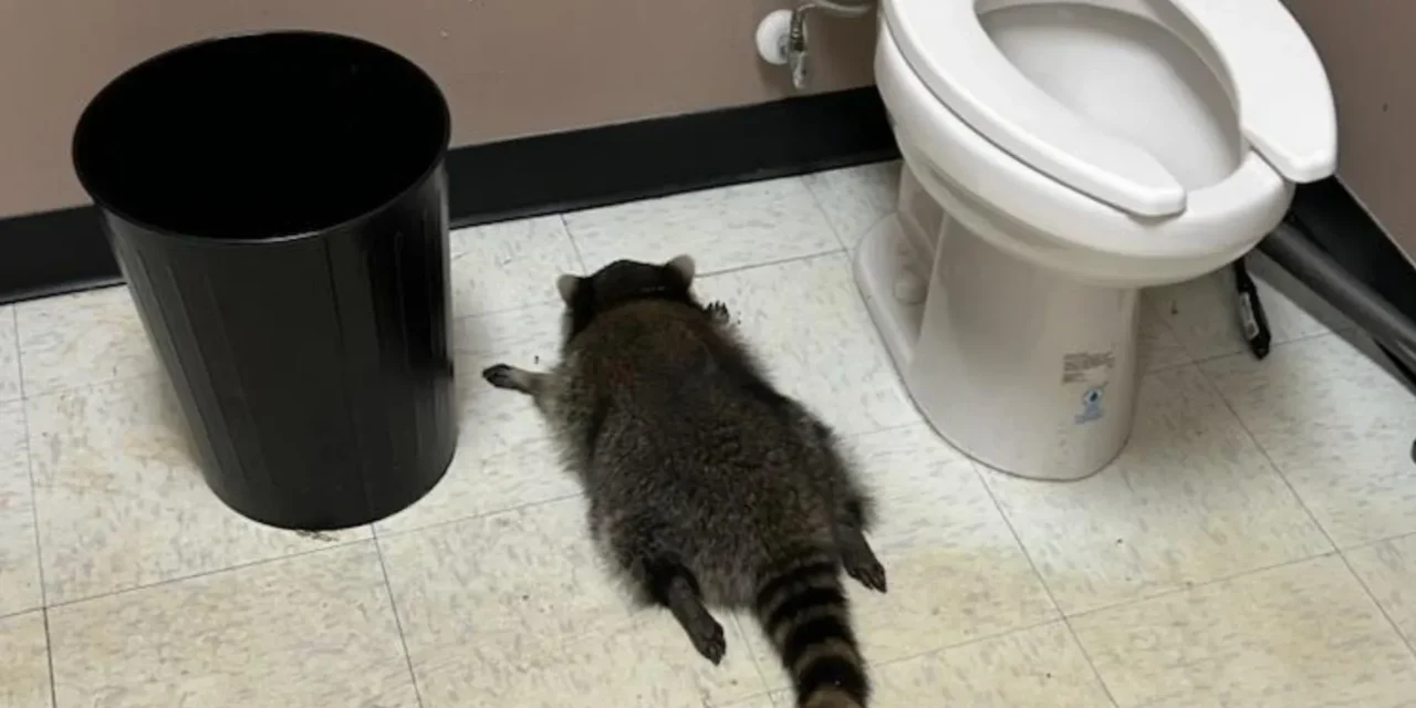 Leitta magát, tört-zúzott, majd beájult egy italboltban egy mosómedve