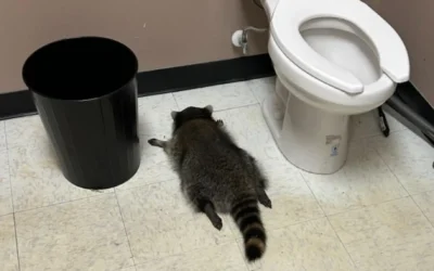 Leitta magát, tört-zúzott, majd beájult egy italboltban egy mosómedve