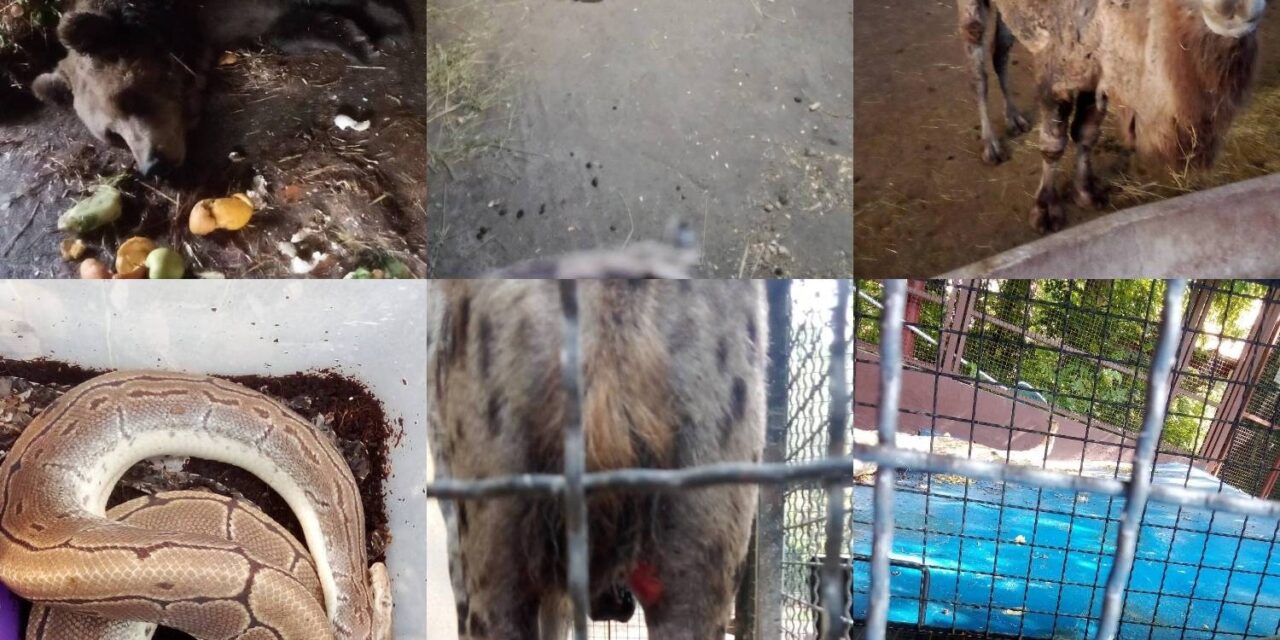 Sebők: A Haladó-VMSZ klikk elbocsátásokkal próbálja eltüntetni a pusztítás nyomait a Palicsi Állatkertben