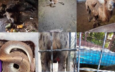 Sebők: A Haladó-VMSZ klikk elbocsátásokkal próbálja eltüntetni a pusztítás nyomait a Palicsi Állatkertben