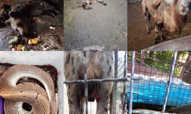 Sebők: A Haladó-VMSZ klikk elbocsátásokkal próbálja eltüntetni a pusztítás nyomait a Palicsi Állatkertben