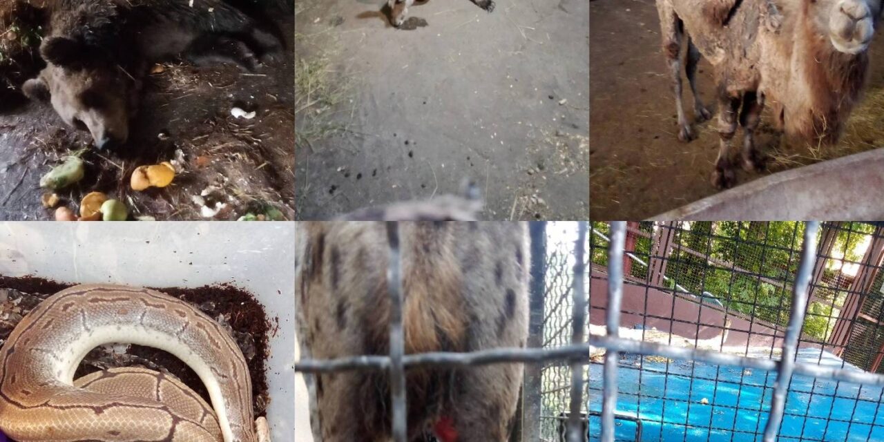 A Palicsi Állatkert ügyét ki kell vizsgálni