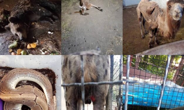 A Palicsi Állatkert ügyét ki kell vizsgálni