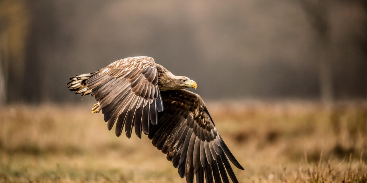 A petárda és tűzijáték évente állatok ezreit pusztítja el