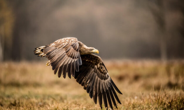 A petárda és tűzijáték évente állatok ezreit pusztítja el