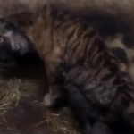 Az eddigi legmegrázóbb felvétel a szenvedő tigrisről a palicsi állatkertben (videó)