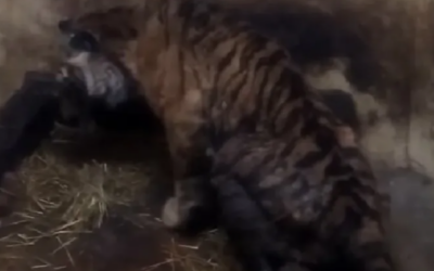 Az eddigi legmegrázóbb felvétel a szenvedő tigrisről a palicsi állatkertben (videó) Egy szervezet már jelezte, feljelentést tesz állatkínzás miatt