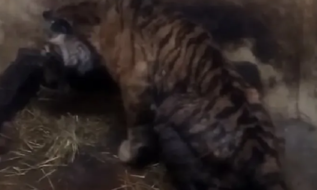 Az eddigi legmegrázóbb felvétel a szenvedő tigrisről a palicsi állatkertben (videó)