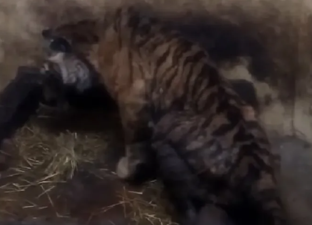 <span class="entry-title-primary">Az eddigi legmegrázóbb felvétel a szenvedő tigrisről a palicsi állatkertben (videó)</span> <span class="entry-subtitle">Egy szervezet már jelezte, feljelentést tesz állatkínzás miatt</span>