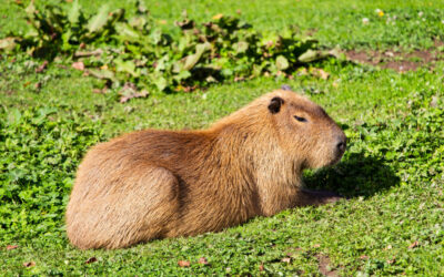 „Elpusztult egy kapibara, egy szervál lábát amputálni kellett” Továbbra is aggasztó a helyzet a Palicsi Állatkertben, állítja a Szabadság és Igazságosság Párt