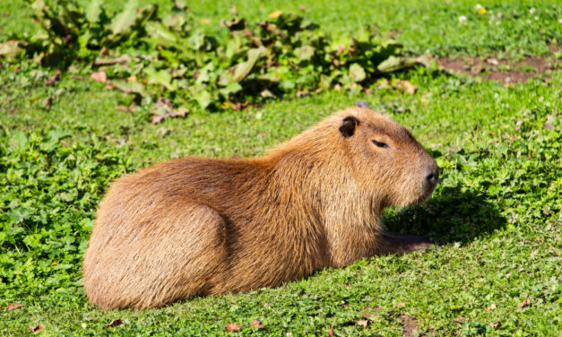 „Elpusztult egy kapibara, egy szervál lábát amputálni kellett”
