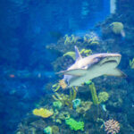 Földbe süllyesztett akvárium és múzeum, utak, kikötők