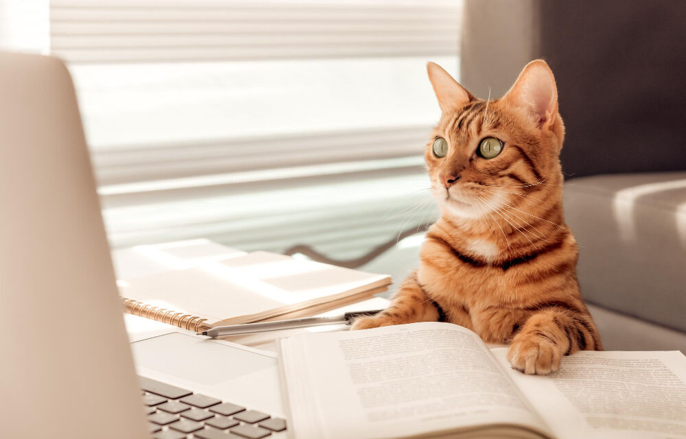 Menedzseri pozíciót kapott Mjauricio, a kóbor kandúr