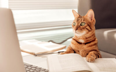 Menedzseri pozíciót kapott Mjauricio, a kóbor kandúr