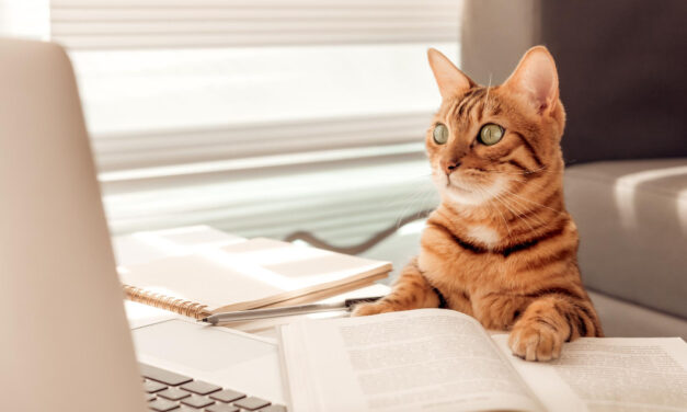 Menedzseri pozíciót kapott Mjauricio, a kóbor kandúr