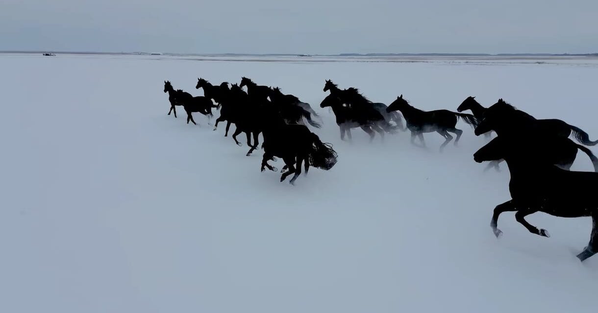 Lenyűgöző videón a havas Hortobágyon vágtató ménes