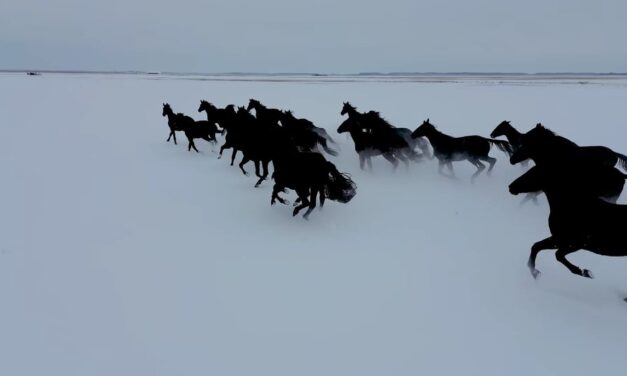 Lenyűgöző videón a havas Hortobágyon vágtató ménes