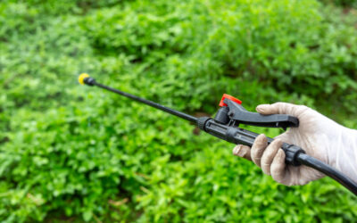 Keddtől megkezdődnek a rovarölőszeres kezelések