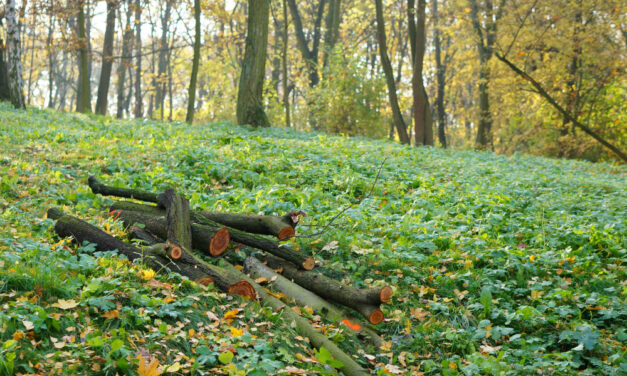 Egy katonai létesítmény miatt felszámolnak 19 hektár erdőt a Tarcal-hegyen