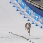 Nazgul, a Téli Olimpia négylábú versenyzője