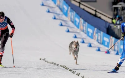 Nazgul, a Téli Olimpia négylábú versenyzője