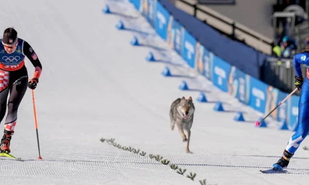 Nazgul, a Téli Olimpia négylábú versenyzője