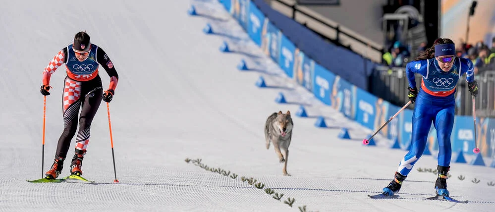 Nazgul, a Téli Olimpia négylábú versenyzője
