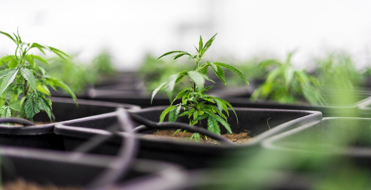 Öntsünk tiszta vizet a pohárba a CBD olajról!