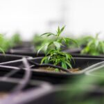 Öntsünk tiszta vizet a pohárba a CBD olajról! (Stock fotó)