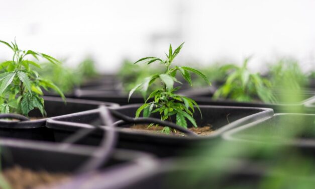 Öntsünk tiszta vizet a pohárba a CBD olajról!