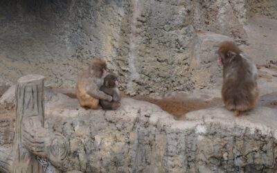 Milliók aggódtak a kölyökért, aki egy plüssjátékkal helyettesítette az anyukáját