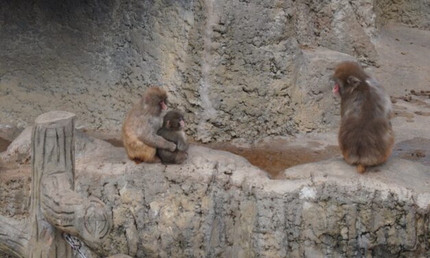 Milliók aggódtak a kölyökért, aki egy plüssjátékkal helyettesítette az anyukáját