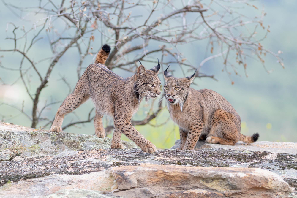 Közel 18 millióért kelt el a Rembrandt-rajz