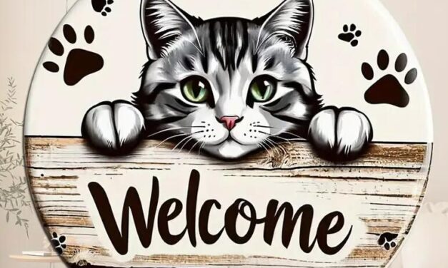 Cicarajongók otthona – a macskás élet alapjai