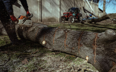 Miért vágták ki a fákat, mi lesz a rönkök sorsa? A felsőhegyi fakivágás háttérinformációi