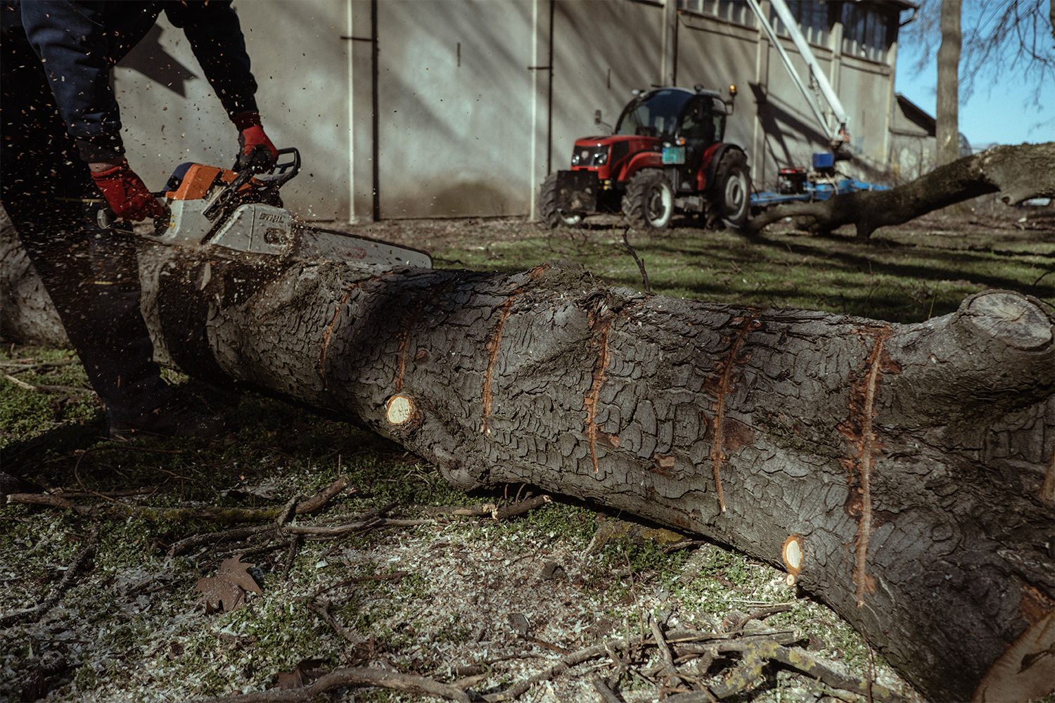 Miért vágták ki a fákat, mi lesz a rönkök sorsa?