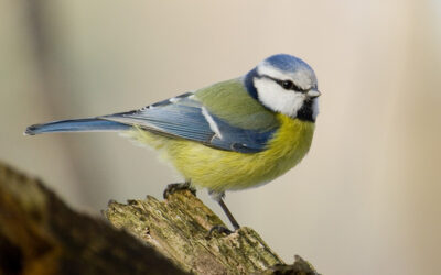Madarak kezdték el gyűjteni a cigarettacsikkeket