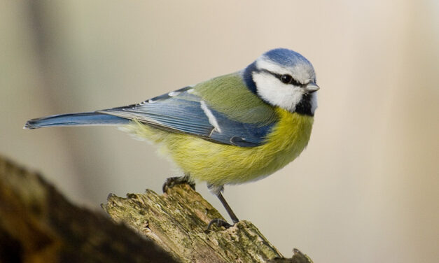 Madarak kezdték el gyűjteni a cigarettacsikkeket