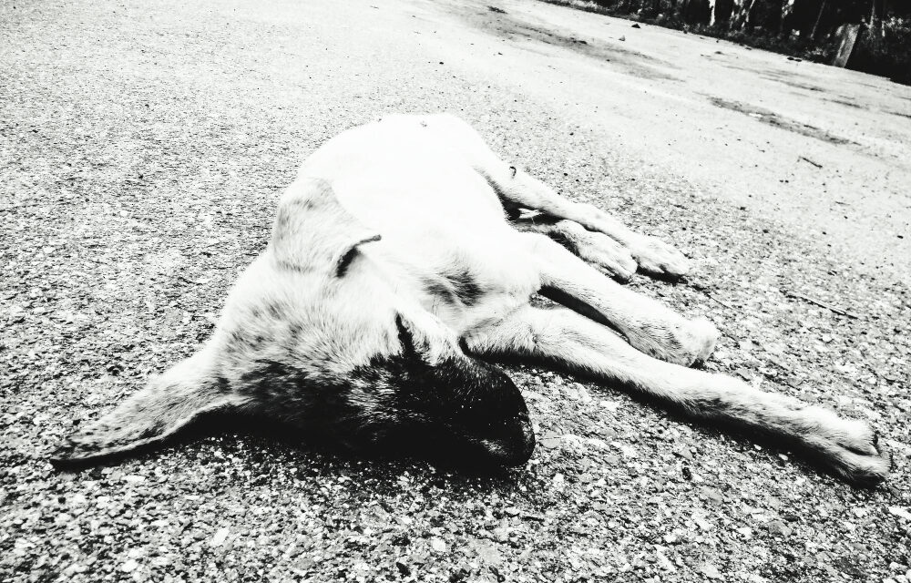 A gyanú szerint megméregezte a kutyákat, majd a kútba dobta őket