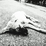 A gyanú szerint megméregezte a kutyákat, majd a kútba dobta őket