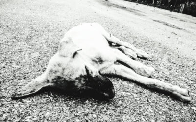 A gyanú szerint megméregezte a kutyákat, majd a kútba dobta őket