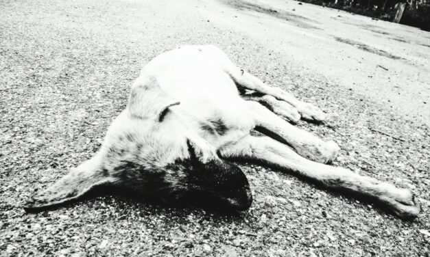 A gyanú szerint megméregezte a kutyákat, majd a kútba dobta őket