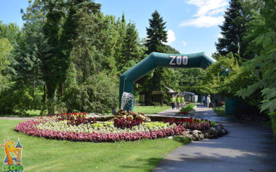 Eljárás indul a Palicsi Állatkertben történtekkel kapcsolatban