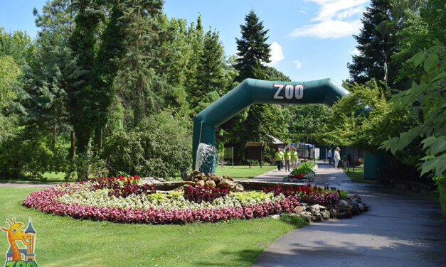 Eljárás indul a Palicsi Állatkertben történtekkel kapcsolatban