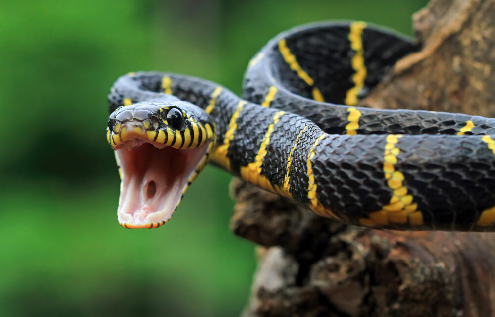 VMDK: Üzenjük Magyar Péternek: ne melengesse keblén a viperát!